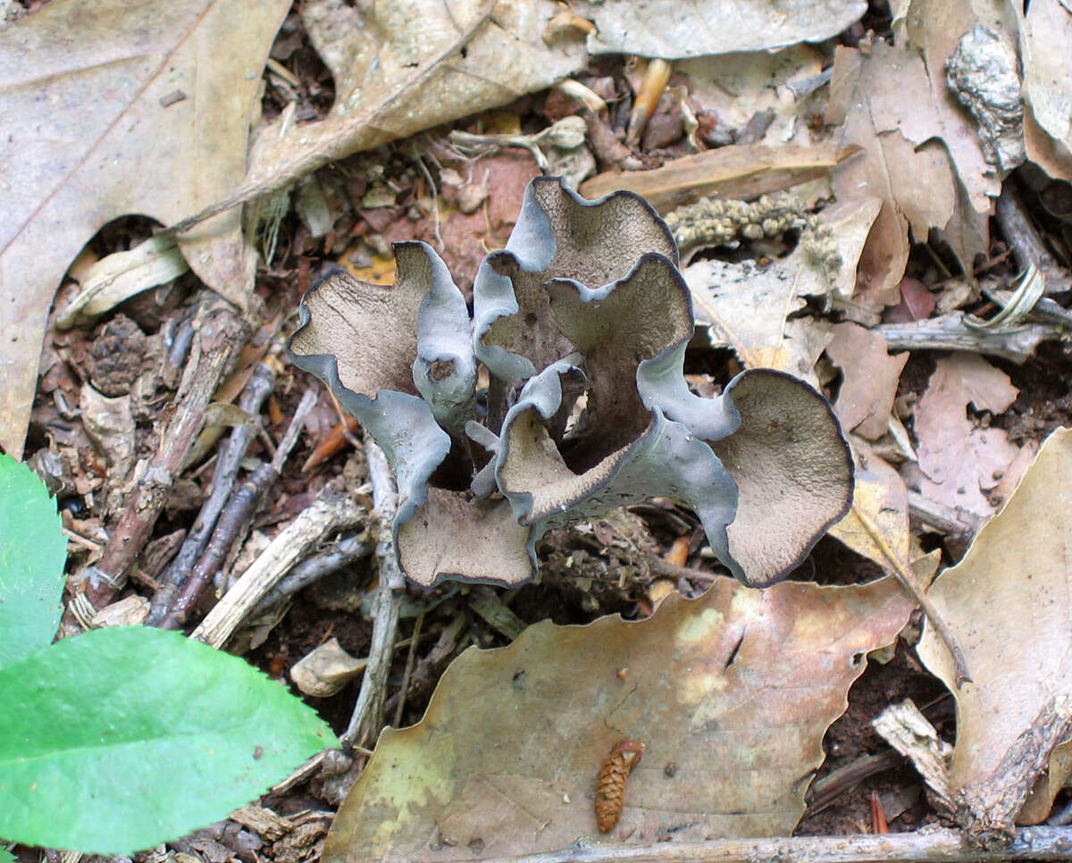 Image of Craterellus