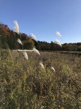 Imagem de Miscanthus sacchariflorus (Maxim.) Benth. & Hook. fil. ex Franch.