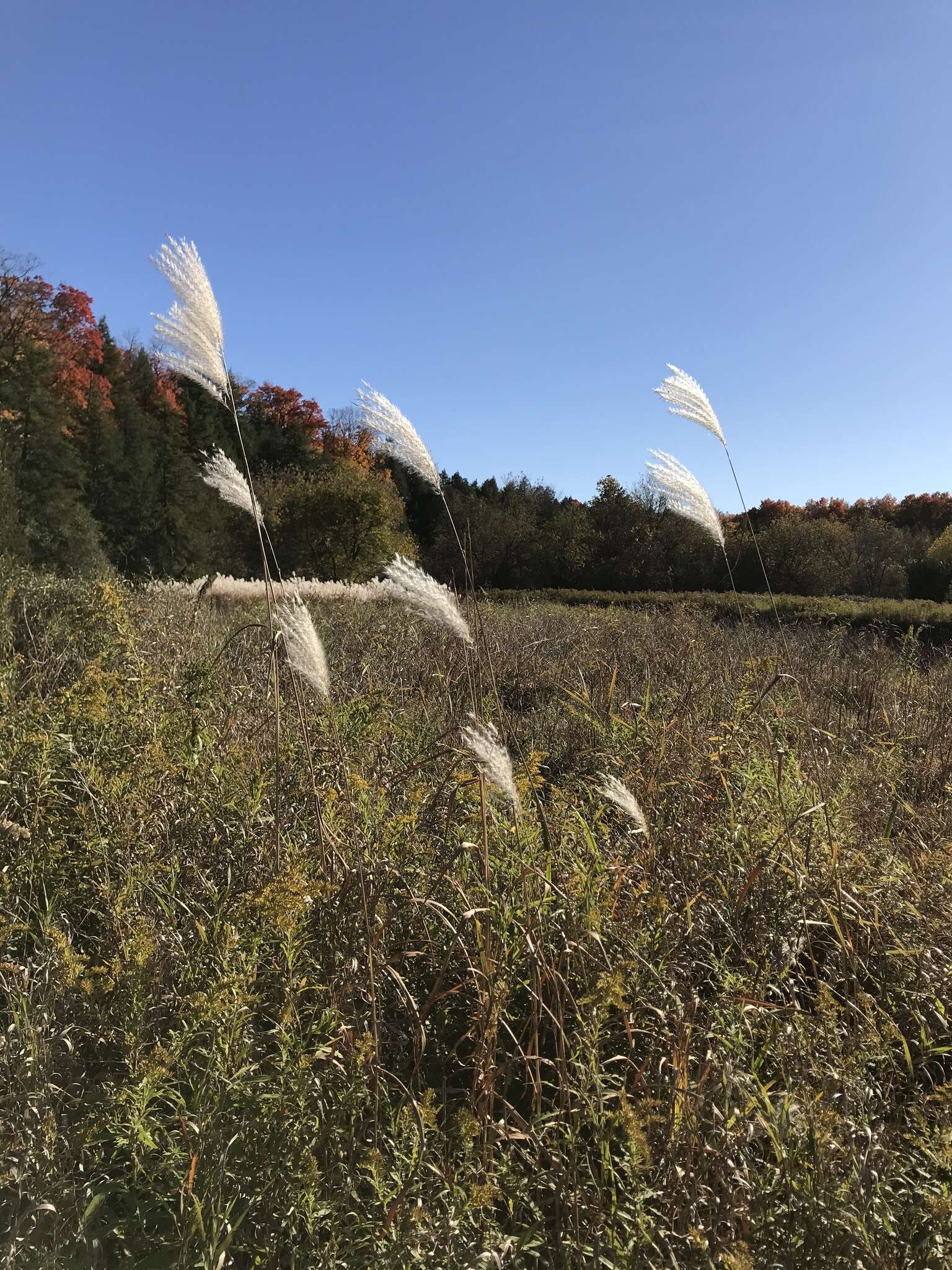 Imagem de Miscanthus sacchariflorus (Maxim.) Benth. & Hook. fil. ex Franch.