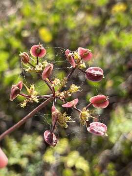 Image of coastal biscuitroot