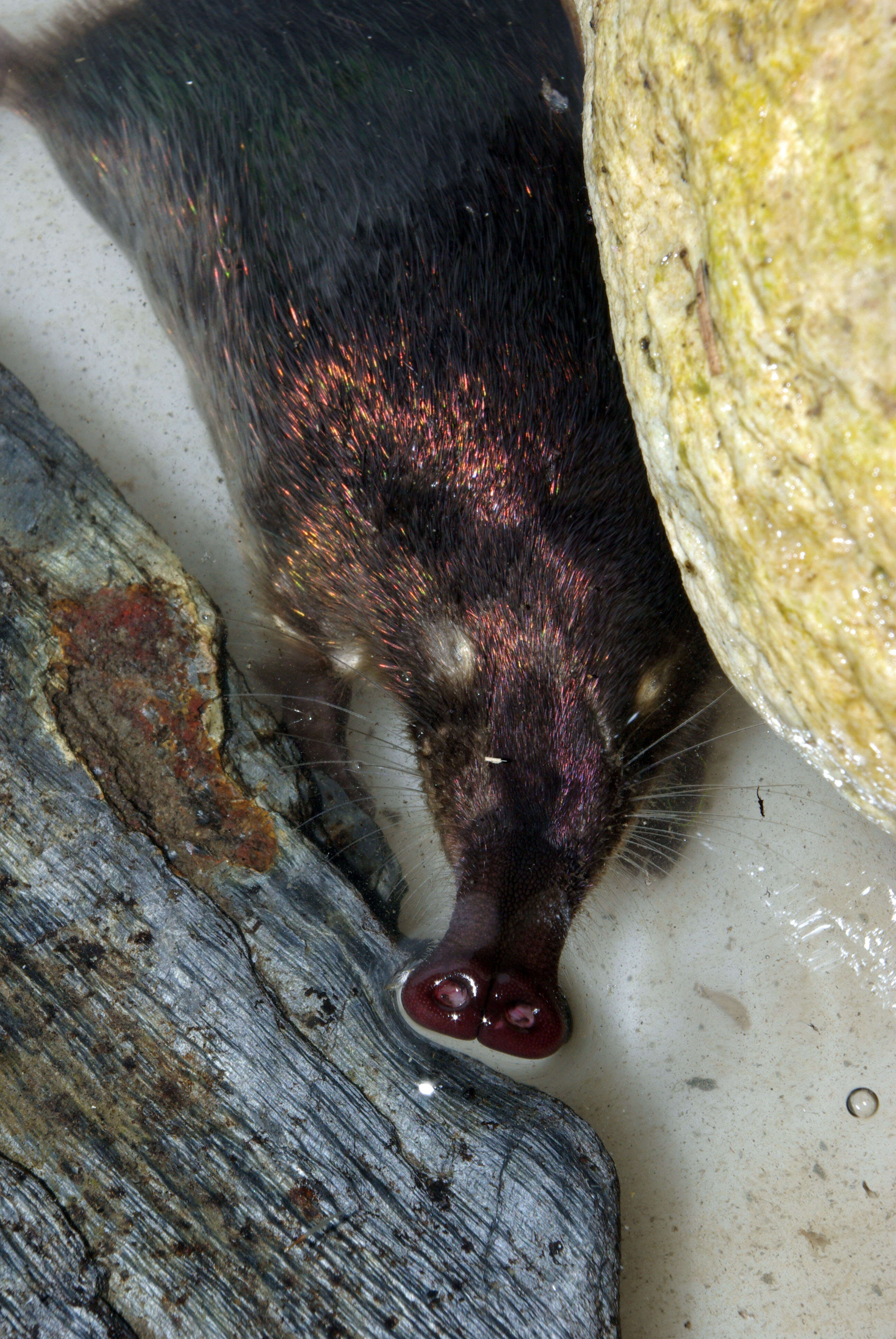 Image of Pyrenean desman