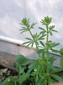 Image of Goosegrass