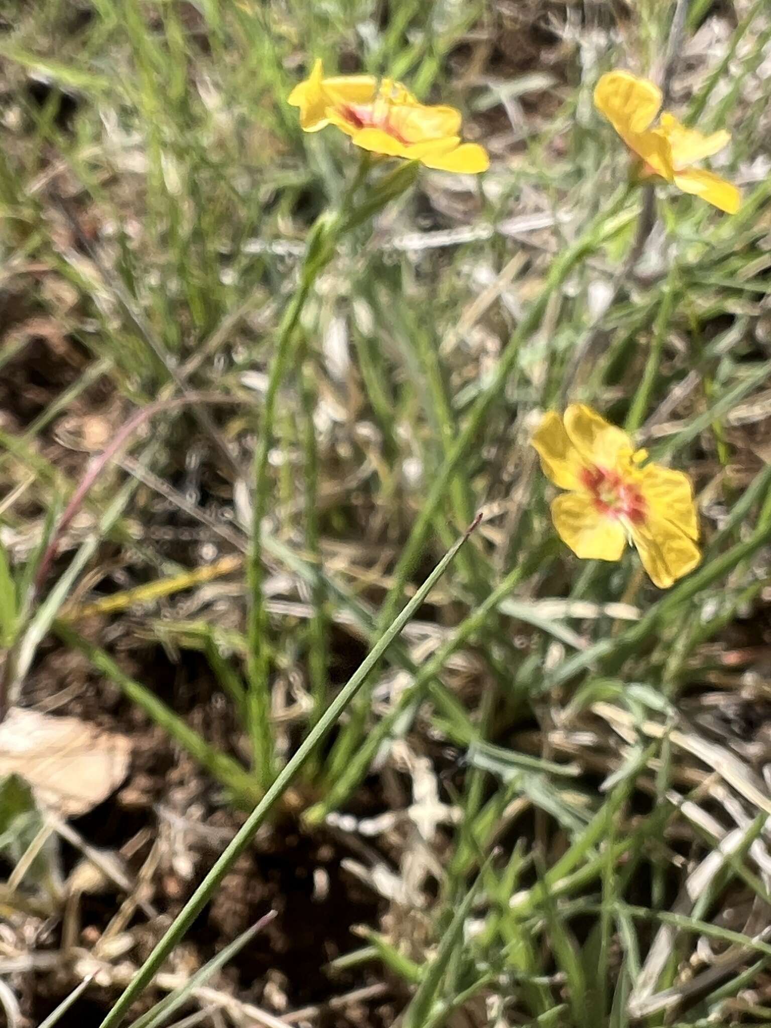 Image of Texas flax