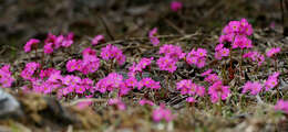 Image of Primula rosea Royle