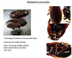 Image of Diploptera