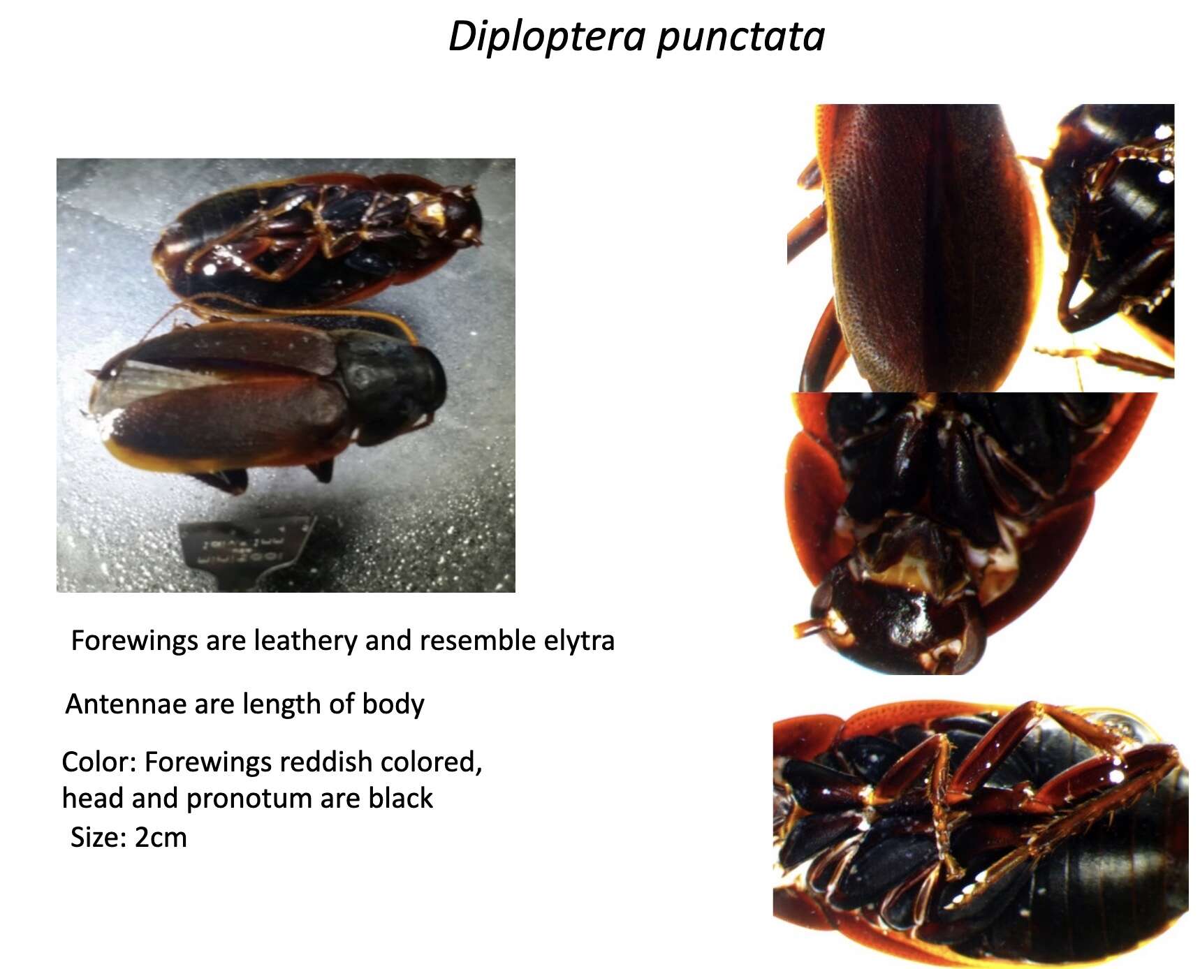 Image of Diploptera