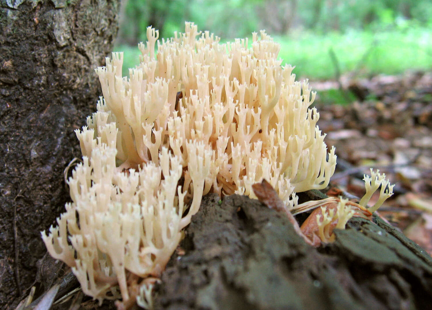 Image of Artomyces pyxidatus (Pers.) Jülich 1982