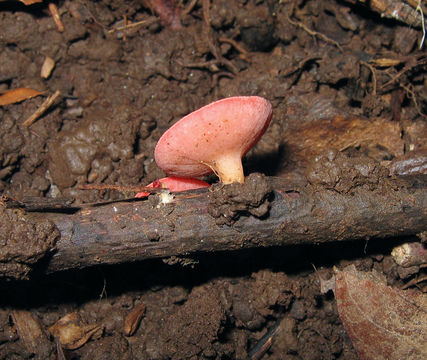 Image of <i>Sarcoscypha occidentalis</i> (Schwein.) Sacc. 1889