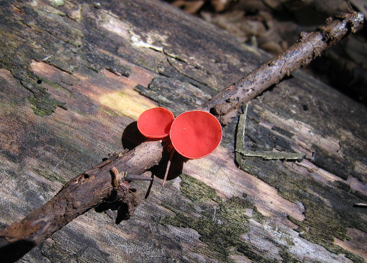 Sivun Sarcoscypha occidentalis (Schwein.) Sacc. 1889 kuva