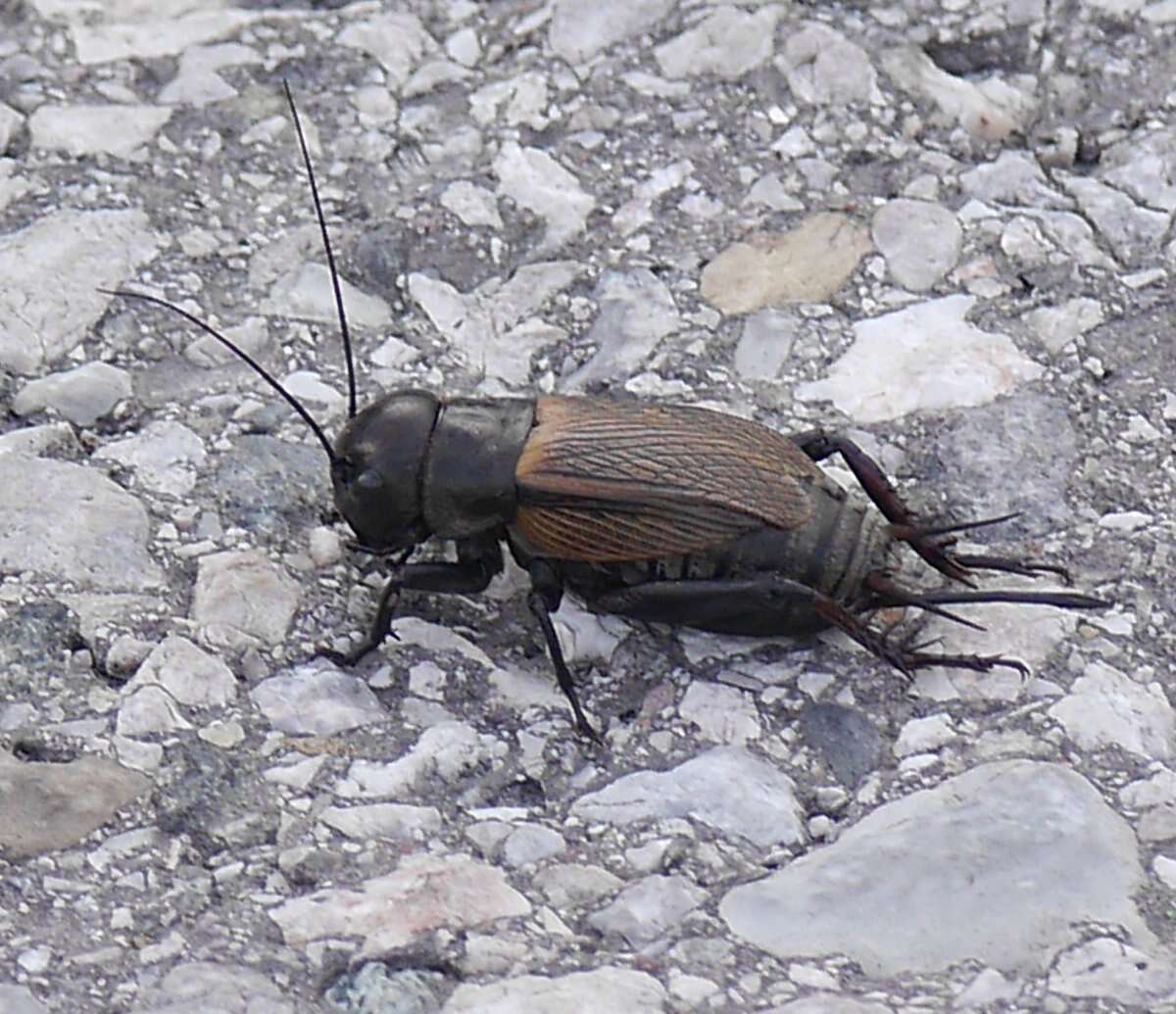 Image of Field cricket