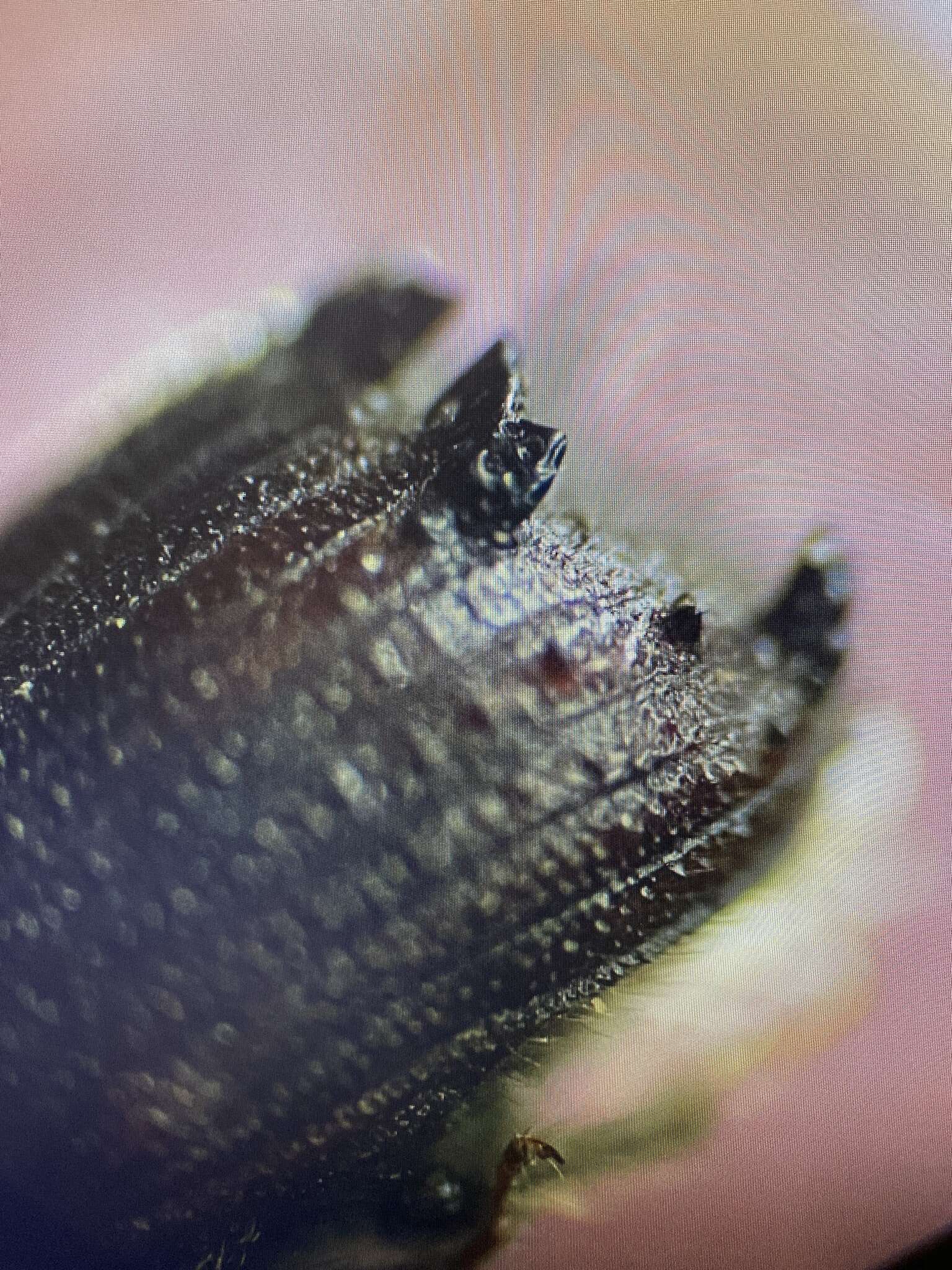 Image of Bark beetle