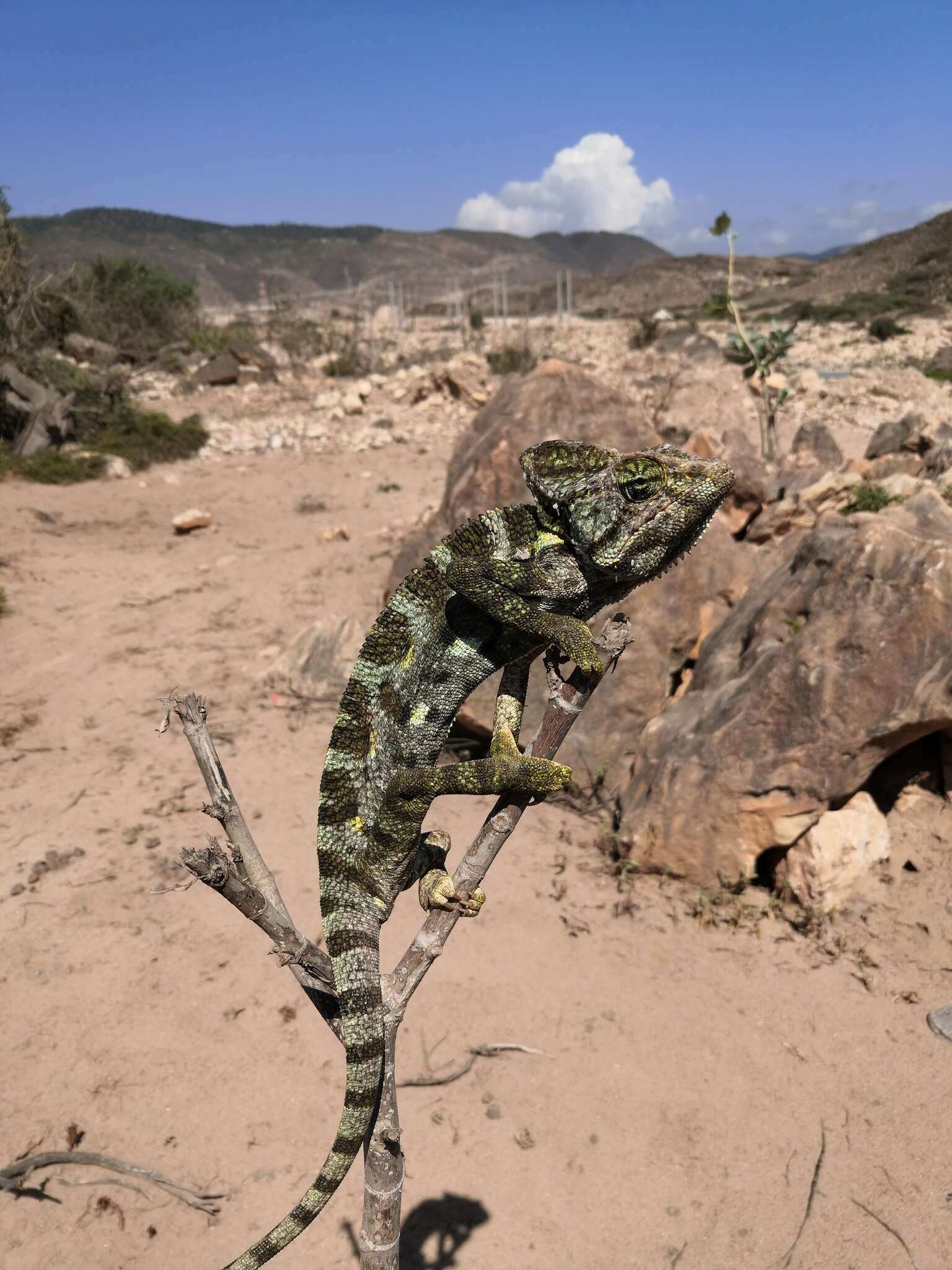 Image of Arabian Chameleon