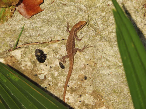 Image of Ajarian lizard