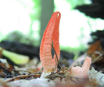 Image of stinkhorn