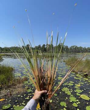 Image of St. Marks yelloweyed grass