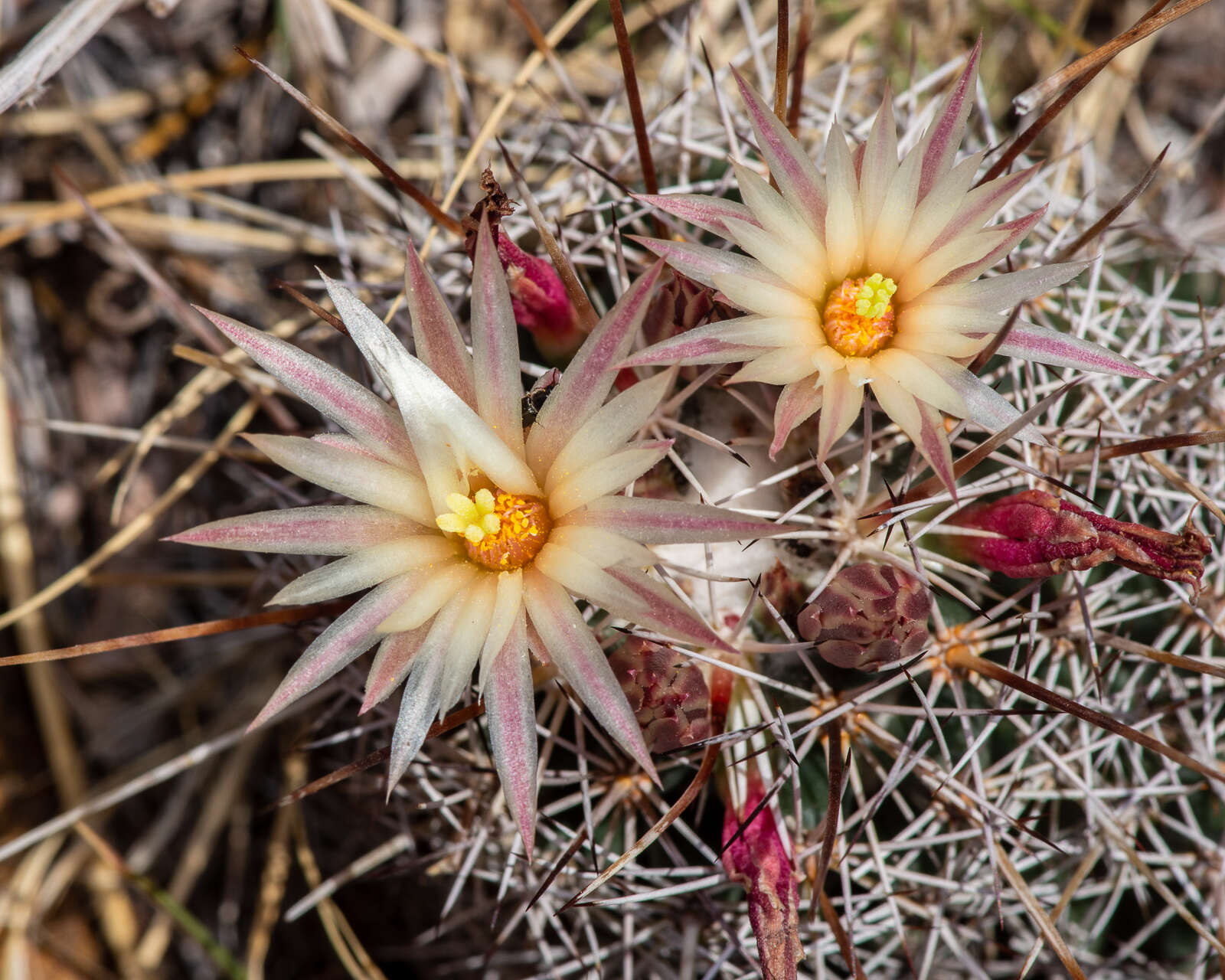 Image of Coryphantha clavata (Scheidw.) Backeb.