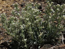 Plancia ëd Oreocarya flavoculata A. Nels.