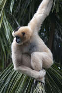 Image of Northern White-cheeked Gibbon