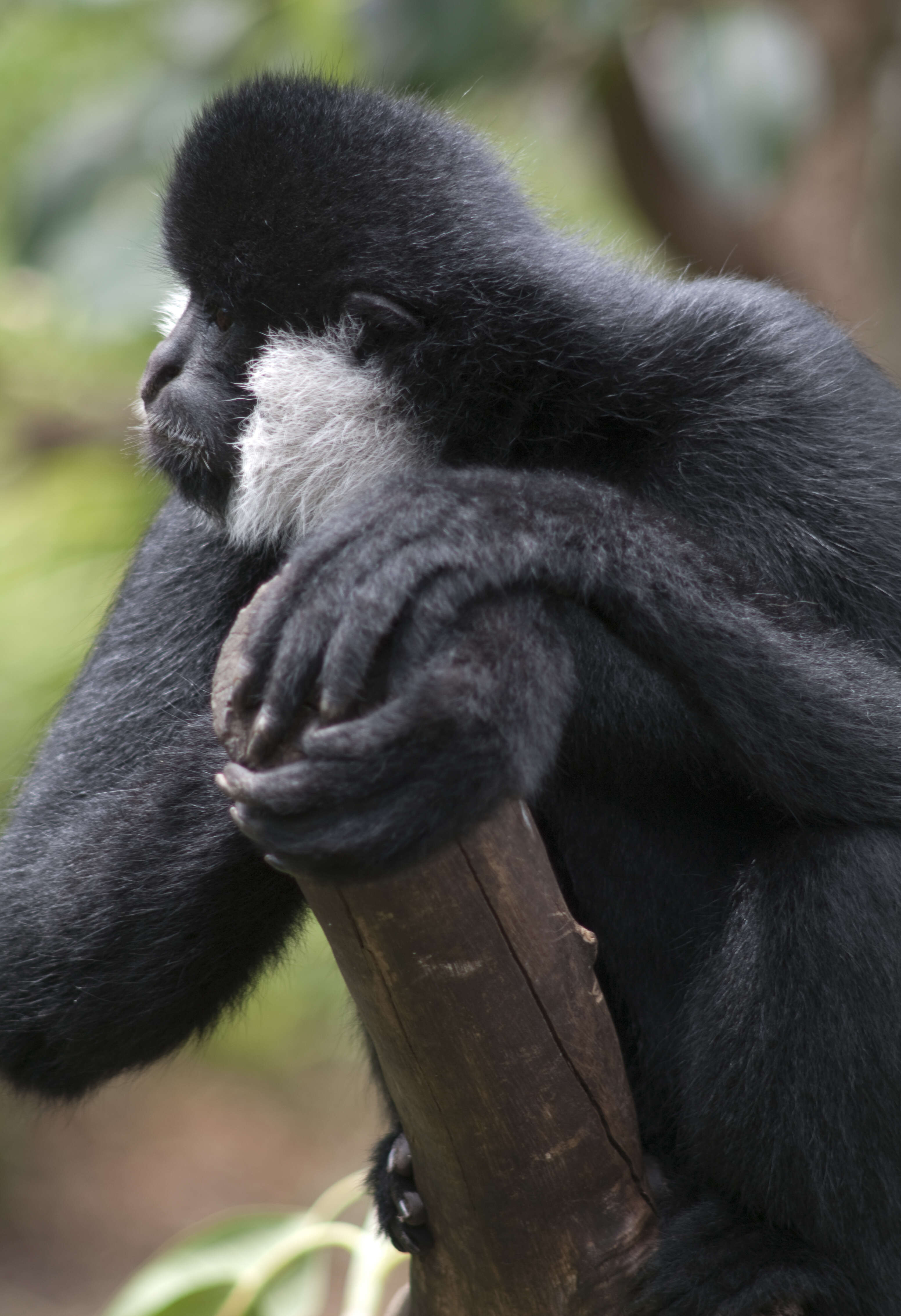 Image of Northern White-cheeked Gibbon