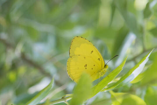 Image of Eurema hecabe (Linnaeus 1758)