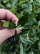 Image of Sarcococca confusa Sealy