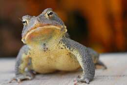 Image of American Toad