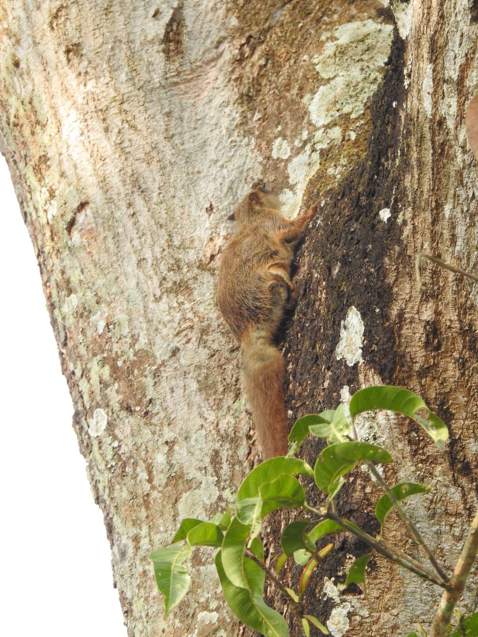 Image of Hairy-footed Flying Squirrel