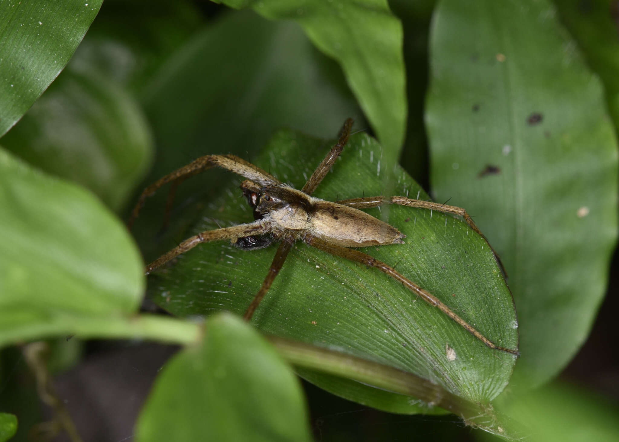 Plancia ëd Pisaura bicornis Zhang & Song 1992