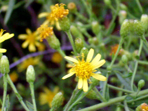 Image of Strong-smelling Inula