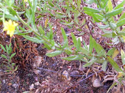 Image of Strong-smelling Inula