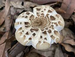 Image of Russula castanopsidis Hongo 1973