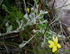 Image of Osteospermum elsieae Norlindh