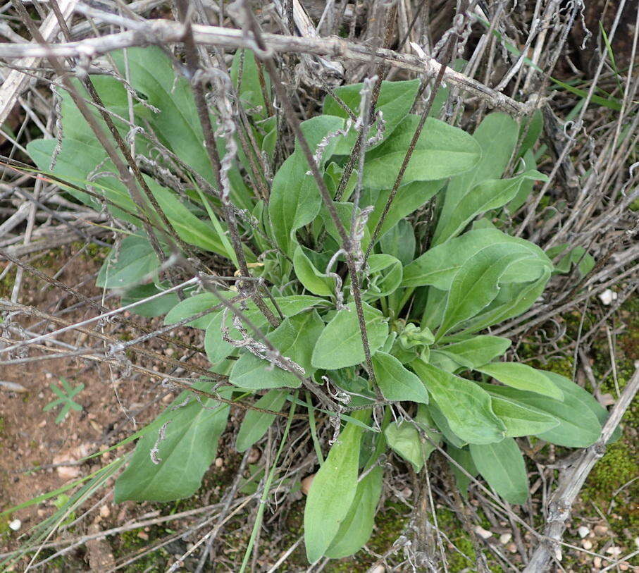 Imagem de Silene undulata subsp. undulata