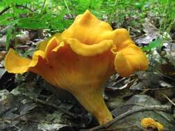 Image of Cantharellus lateritius (Berk.) Singer 1951