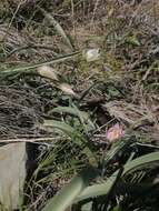 Image de Tulipa sylvestris subsp. australis (Link) Pamp.