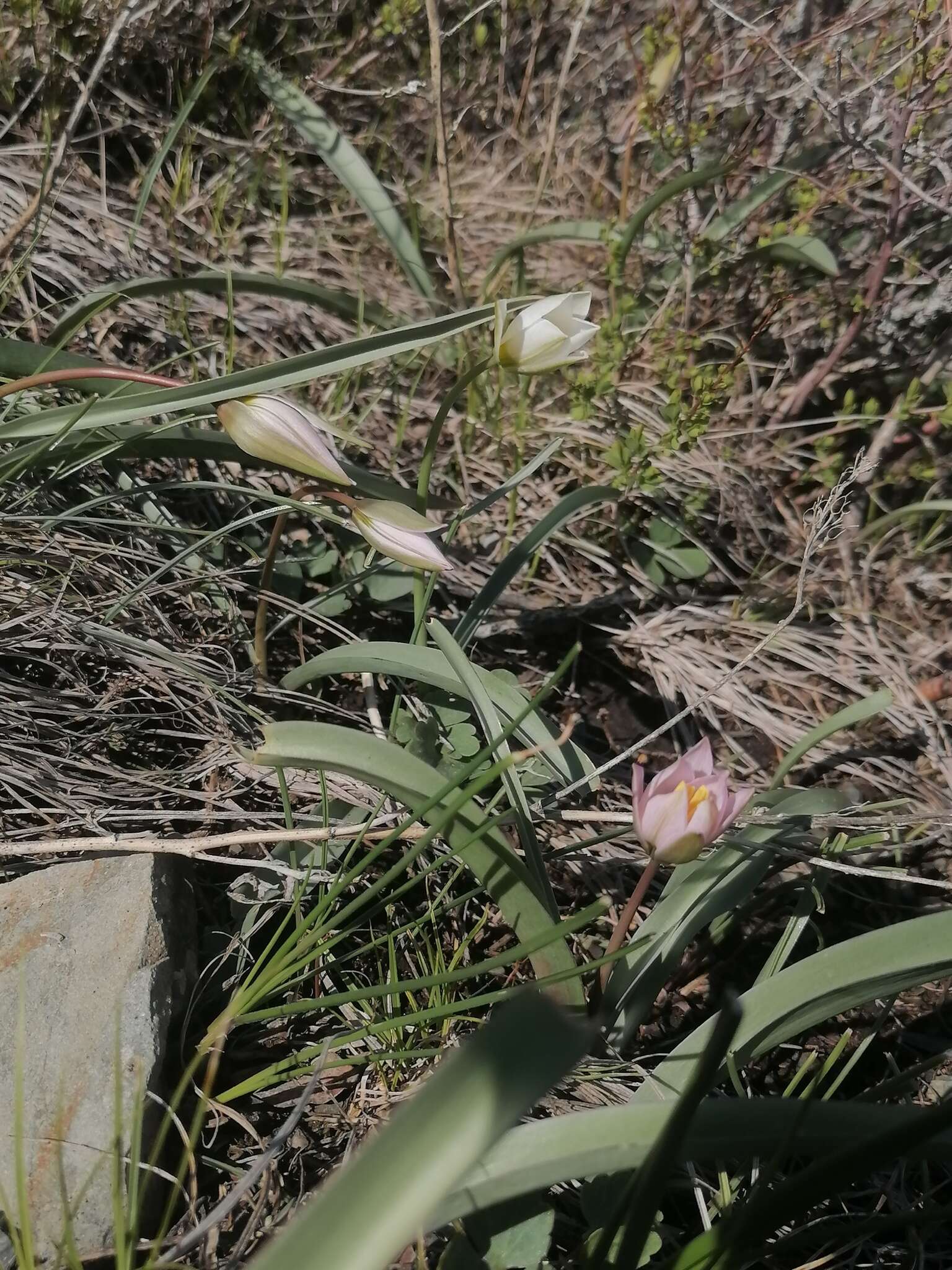 Image de Tulipa sylvestris subsp. australis (Link) Pamp.