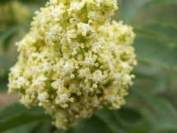 Imagem de Sambucus racemosa L.