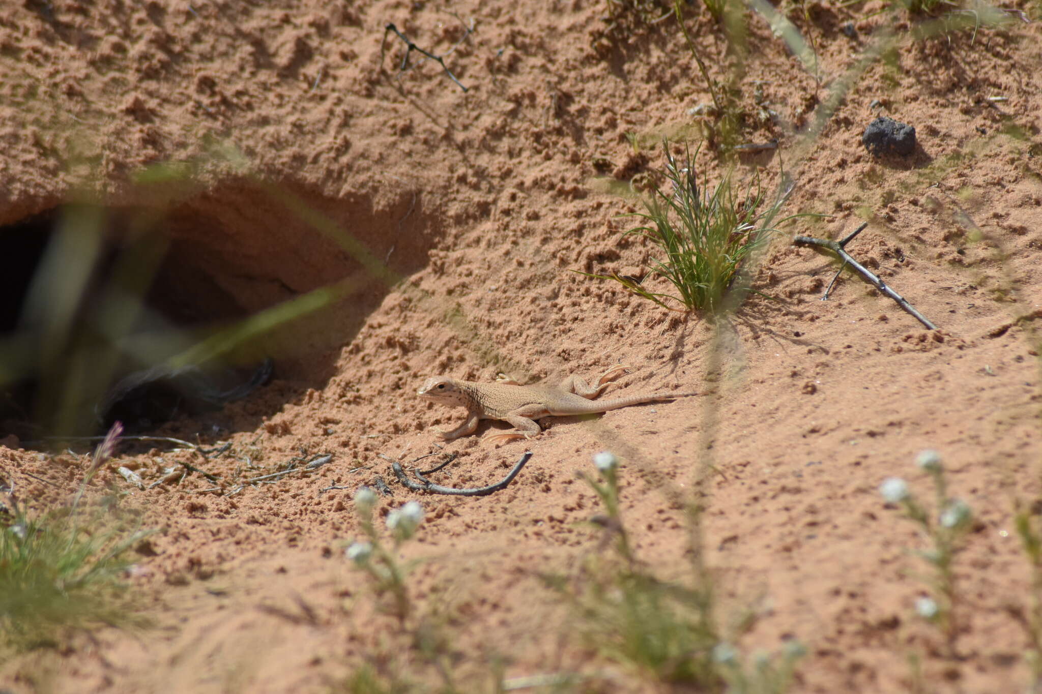 Image of Yuman Desert Fringe-toed Lizard
