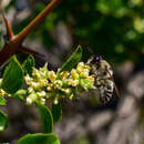 صورة Caupolicana quadrifasciata Friese 1898