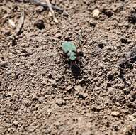 Image of Cicindela (Cicindela) campestris pontica Fischer von Waldheim 1828