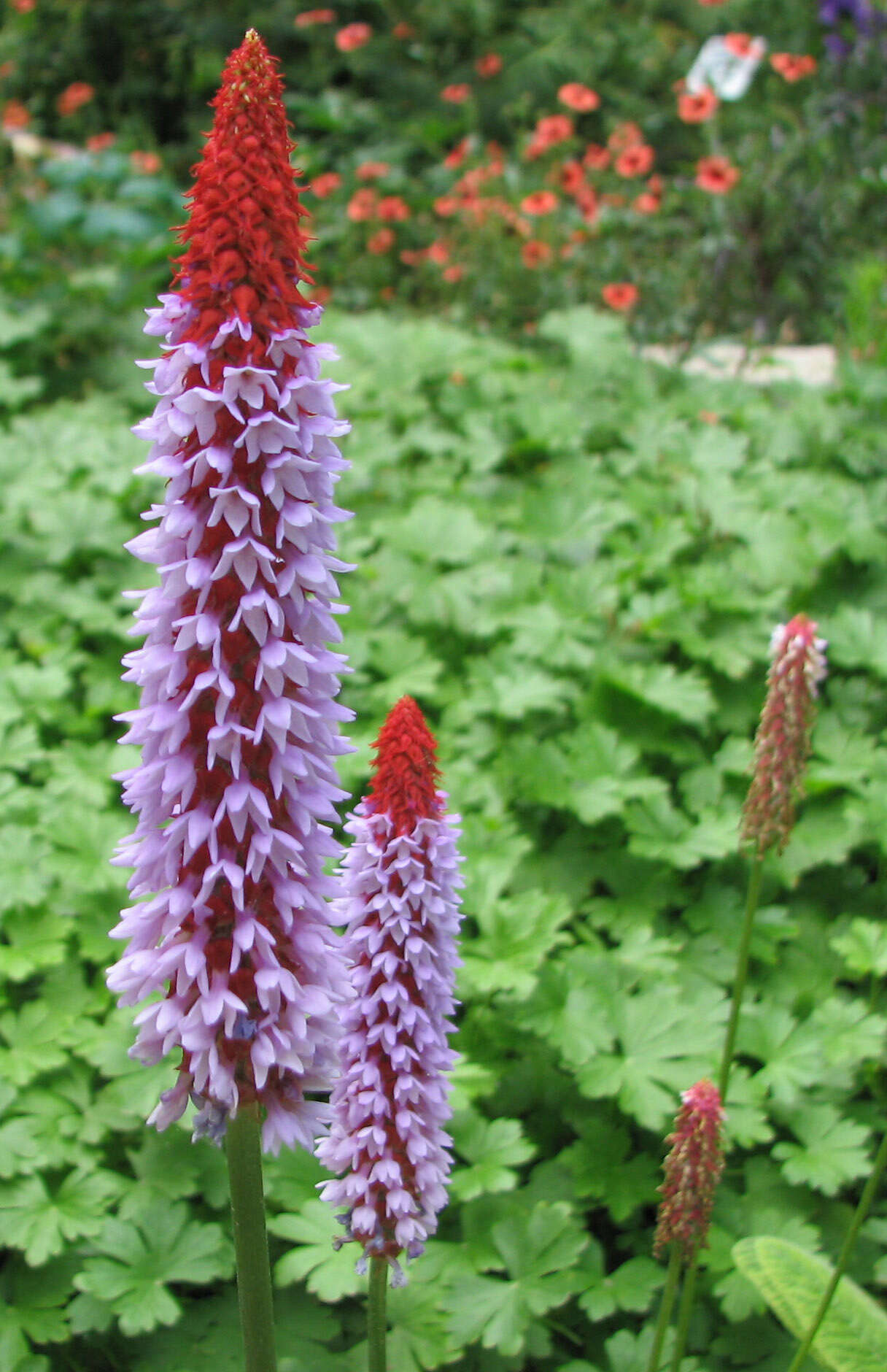 Image of Primula vialii Delavay ex Franch.