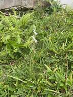 Image of Southern lady's tresses