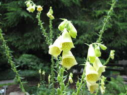 Imagem de Digitalis grandiflora Mill.