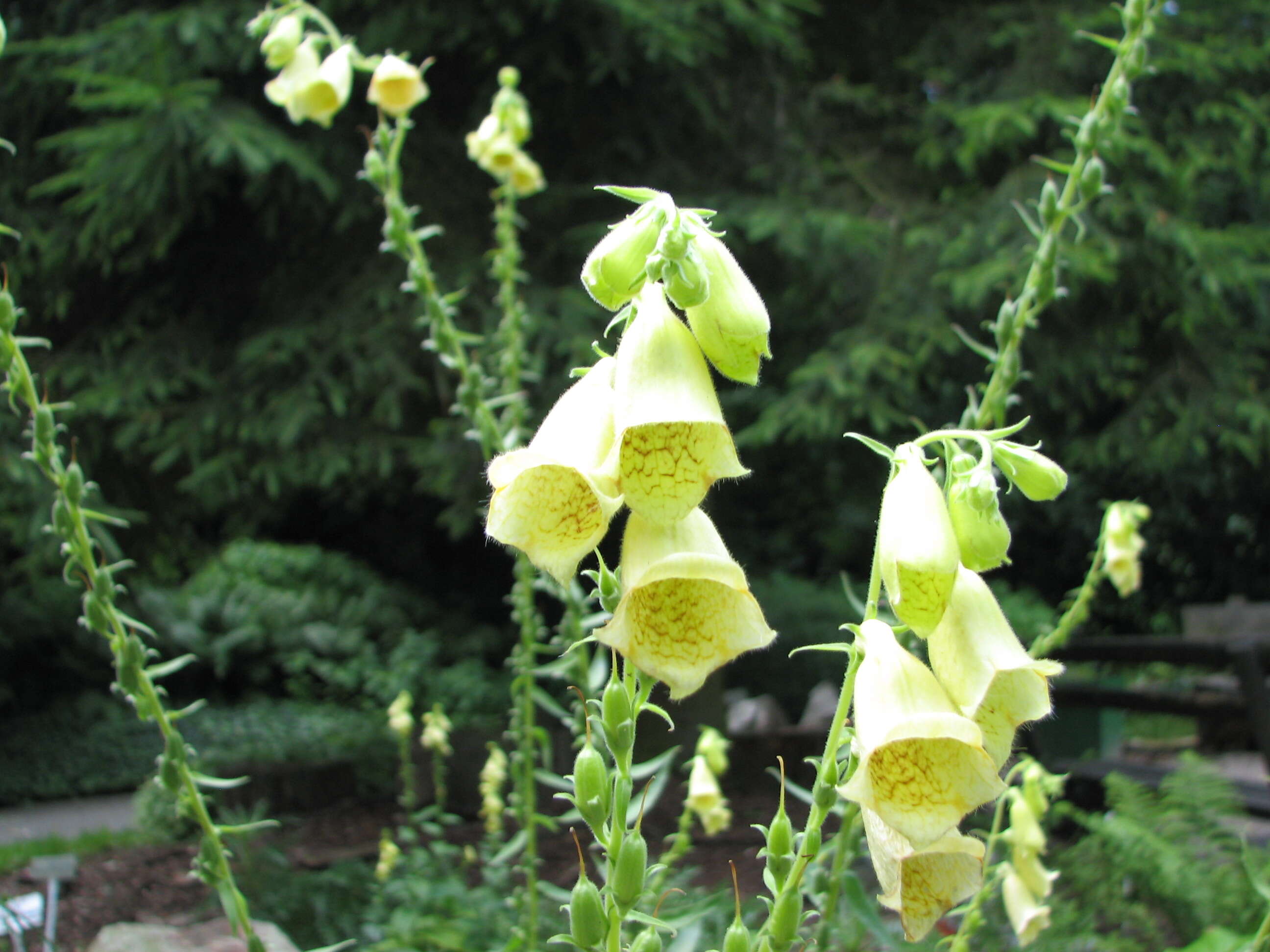 Imagem de Digitalis grandiflora Mill.