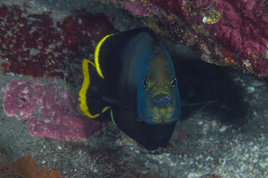 Image de Chaetodontoplus melanosoma (Bleeker 1853)