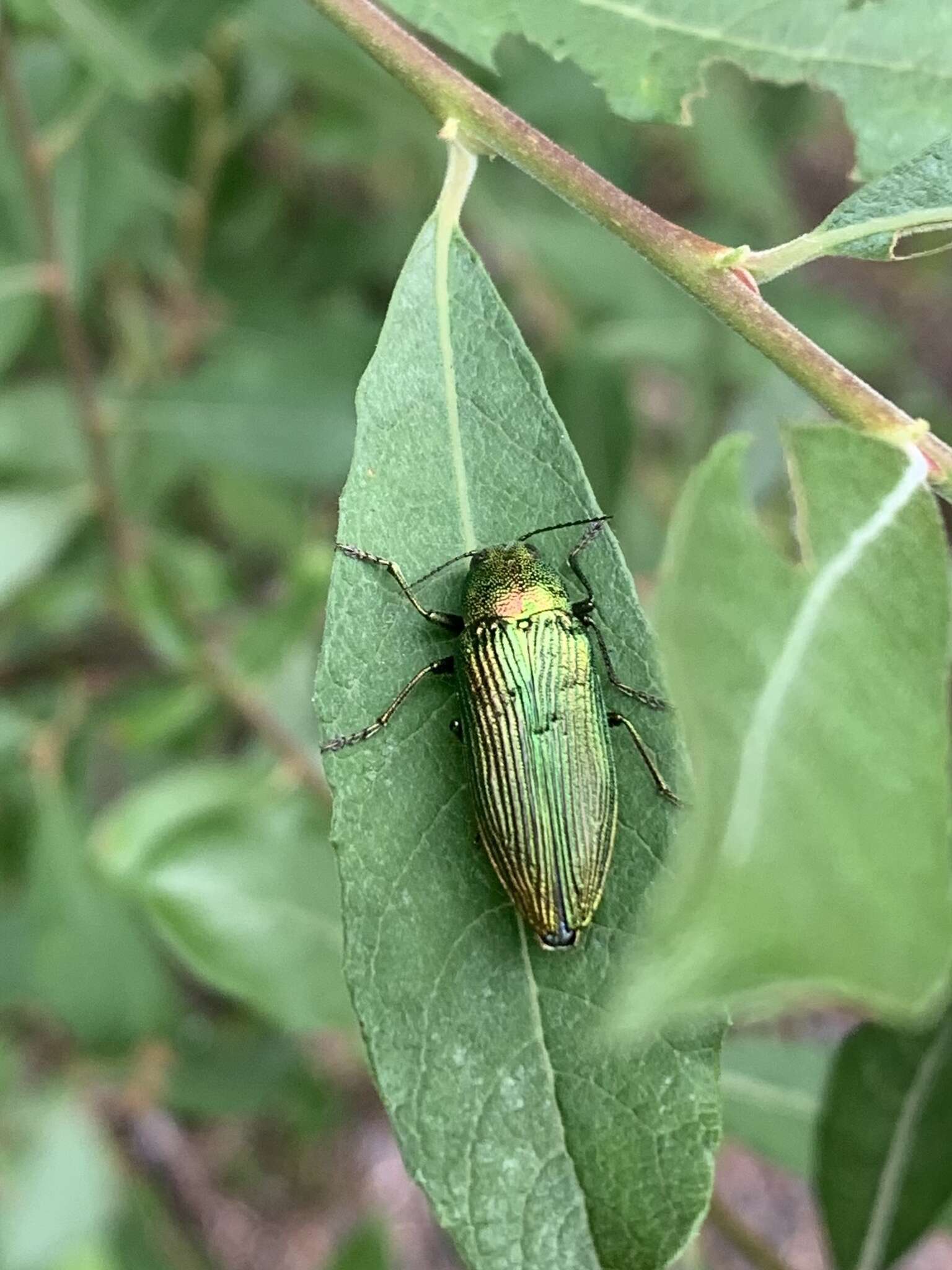 Image of Buprestis langii Mannerheim 1843