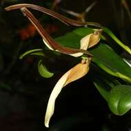 Image of Bulbophyllum antenniferum (Lindl.) Rchb. fil.