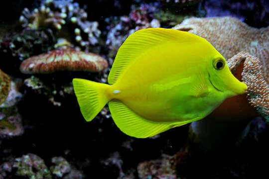 Image of Lemon Sailfin