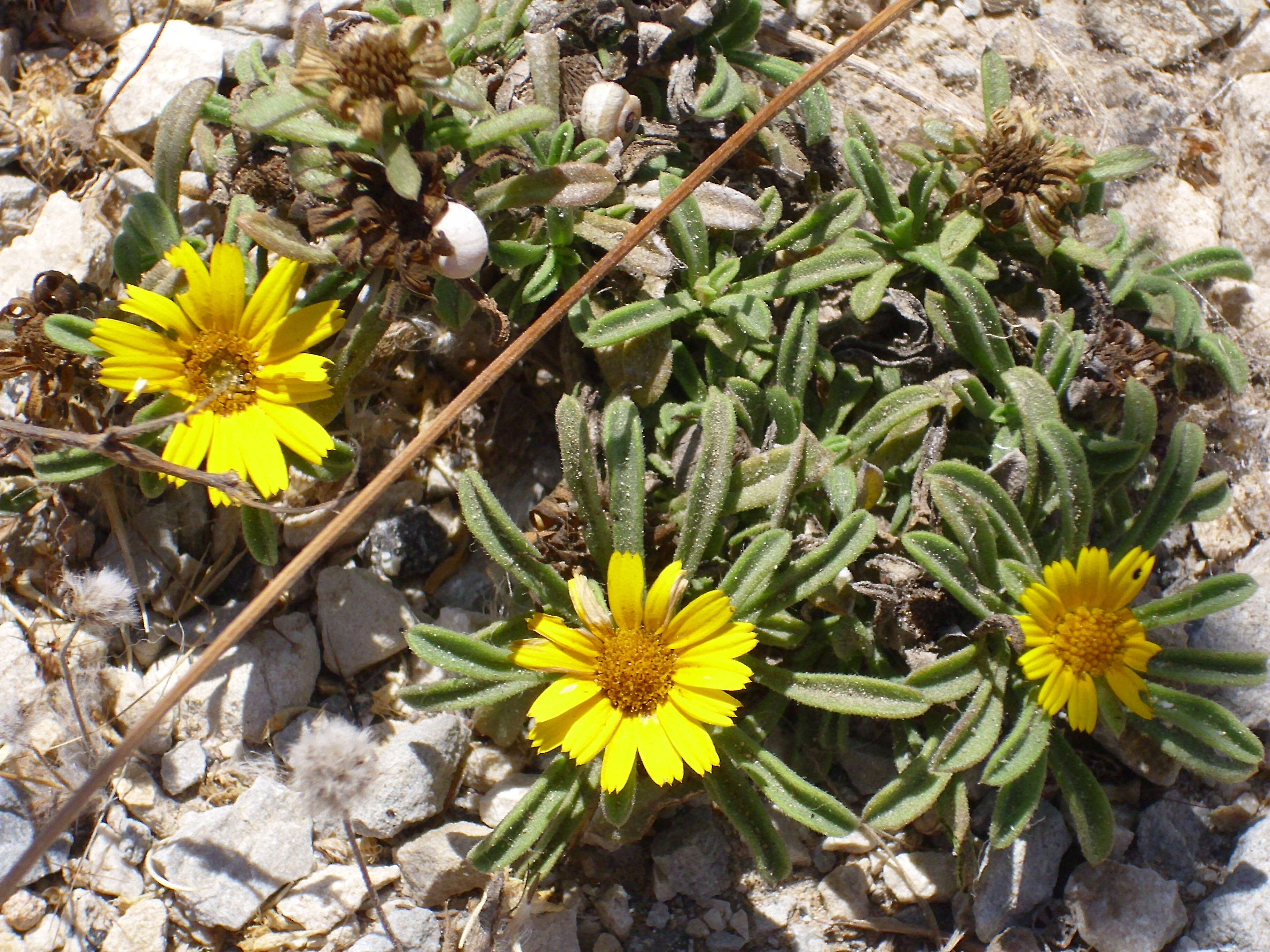 Image of estrella de mar