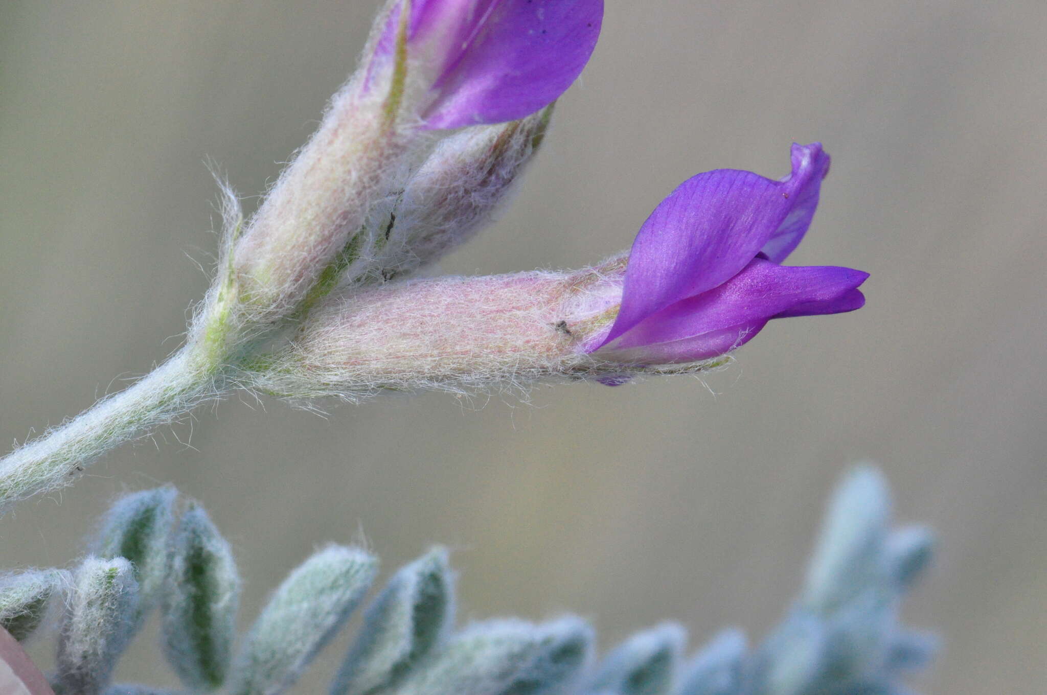 Image of bent milkvetch